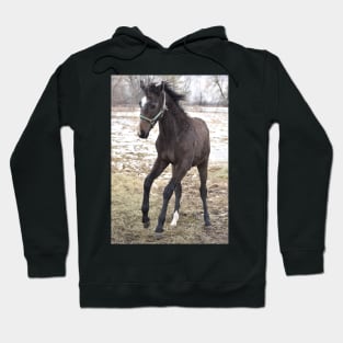 TB COLT Hoodie